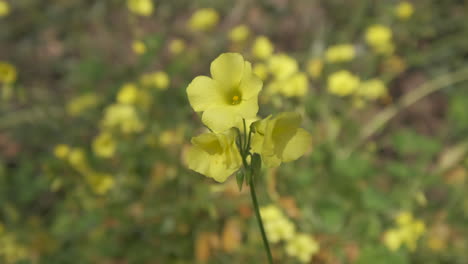 Common-yellow-woodsorrel-wood-sorrel-green-field-blooming-in-spring