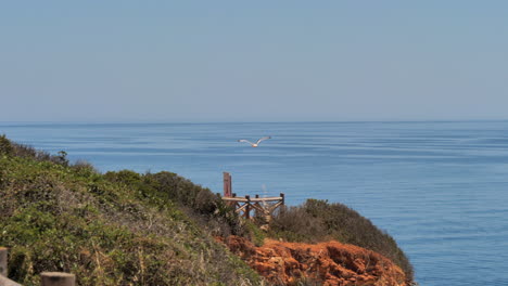 Big-seagull-bird-flying-along-the-coastal-caves-of-the-Atlantic-Ocean
