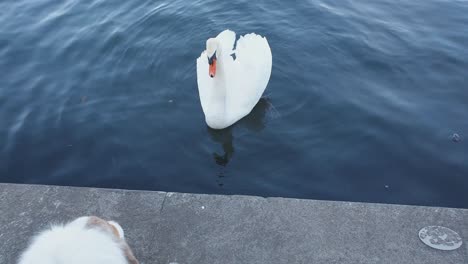 Aggressive-dog-attacks-and-barks-at-swan-from-wall-edge-over-lake