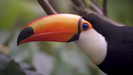 Profile-shot-of-a-common-toucan-making-sound-and-opening-its-bill-in-slow-motion