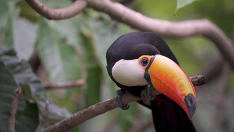 Slow-motion-shot-of-a-Common-Toucan-perching-on-a-branch-and-turning-its-head-while-looking-around