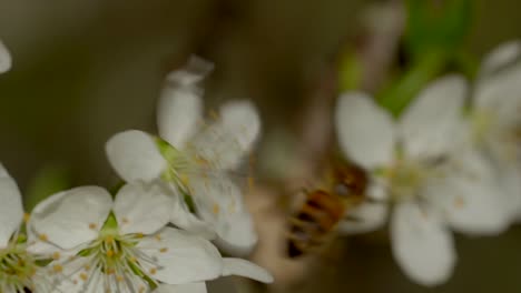 Makroansicht-Einer-Hübschen-Biene,-Die-Auf-Einer-Weißen-Blume-Sitzt-Und-Pollen-Und-Nektar-Sammelt