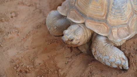 close-shot-on-an-old-African-turtle-while-shrinking-its-head-inside-the-shell