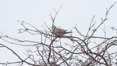 Ring-necked-dove-hiding-in-the-branches-of-a-winter-tree