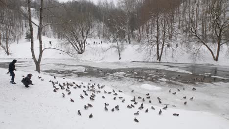 People-feed-birds-on-the-shore-of-river-in-the-park