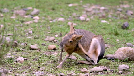 Medium-shot-of-a-Patagonian-Mara-scratching-and-grooming-itself-on-a-field