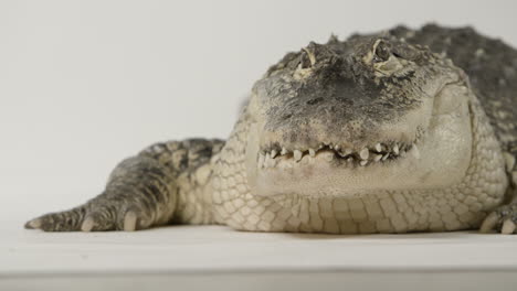 Rack-focus-to-alligator-predator-on-white-background