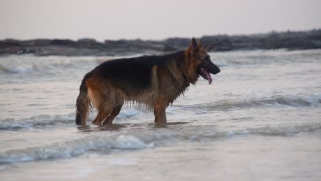 Curious-young-German-shepherd-dog-standing-on-beach-and-looking-at-something-curiously-|-Young-German-shepherd-dog-on-beach-video-background