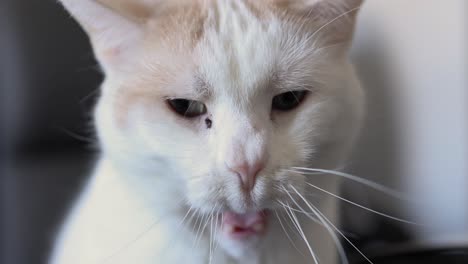 Schöne-Weiße-Und-Orangefarbene-Katze,-Die-Sich-Die-Lippen-Leckt-Und-Dann-Im-Wohnzimmer-Richtig-Breit-Gähnt