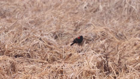 Ein-Rotgeflügelter-Schwarzer-Vogel-Versucht,-Einen-Partner-Zu-Finden,-Während-Er-Sich-In-Einem-Feld-Ruhender-Katzenschwänze-Im-Nördlichen-Colorado-An-Einen-Einzelnen-Strohstrang-Klammert