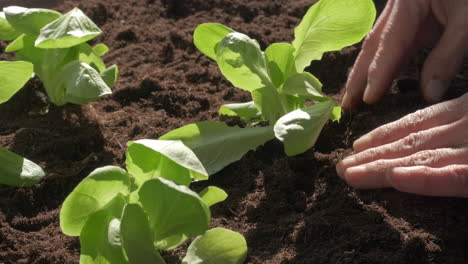 Plantación-De-Verduras-De-Ensalada-De-Plántulas-En-Agricultura-De-Cultivo-Orgánico