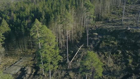 clearcutted-forest-drone-ascends-up-in-the-air