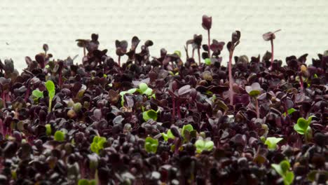 A-time-lapse-of-some-red-kale-growing-during-the-early-stages-of-growth