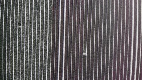 Bird's-Eye-View-Of-Tulip-Field-In-Zuid-Beijerland,-Netherlands---aerial-top-down
