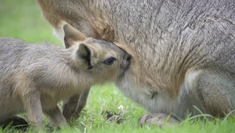 Close-up-of-baby-patagonian-mara-feeding-from-teat-of-its-mother