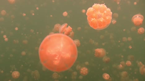 Jellyfishes-drifting-towards-the-camera-in-Jellyfish-lake-located-in-Palau-Islands