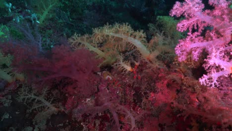 Rosa-Und-Gelbe-Weichkorallen-Am-Korallenriff,-Weitwinkelaufnahme
