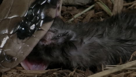Macro-close-up-of-false-water-cobra-eating-a-mouse