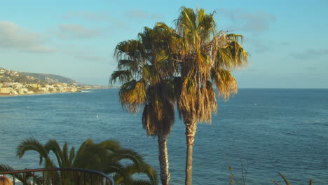 Palm-trees-with-ocean-and-coast-in-background