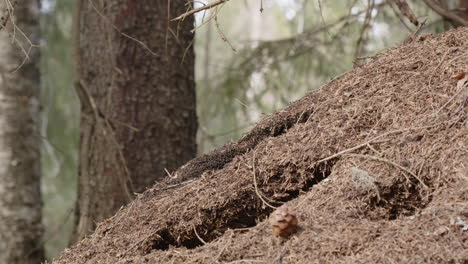 Red-wood-ant-nest,-Formica-rufa,-in-a-forest,-Sweden,-wide-shot-zoom-out
