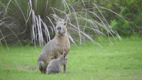 Static-view-of-adult-female-patagonian-mara-and-its-baby-on-grass