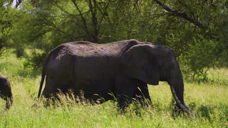 a-family-of-elephants-walks-through-the-national-park-among-green-grass-and-beautiful-trees-in-Africa