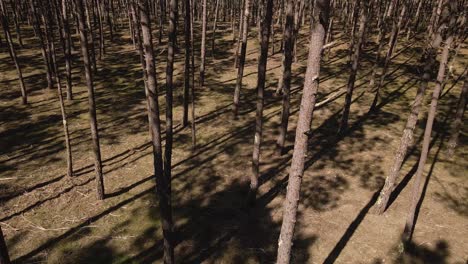 4K-view-of-the-tree-shadows-in-the-inside-of-pine-tree-forest-with-the-camera-moving-slowly-to-the-left,-60fps
