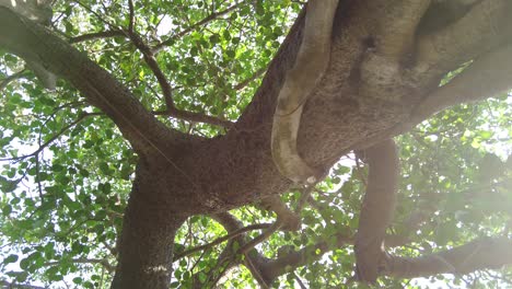 Um-Einen-Würgefeigenbaum-Kreisen,-Wobei-Der-Gimbal-Vollständig-Grün-Nach-Oben-Zeigt