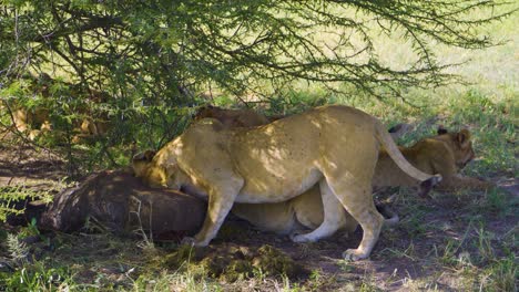 wild-lion-pride-eats-in-the-wild-among-green-trees-and-green-grass-on-safari-in-Africa