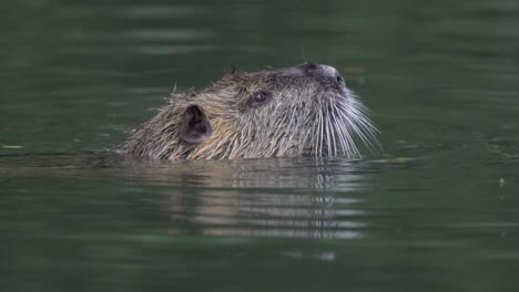 Close-up-of-an-adult-coypu-eating-pieces-of-plants-while-swimming-on-a-lake-underwater