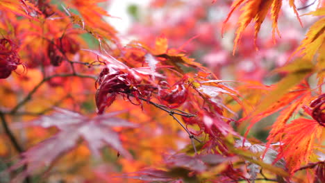 Red-Autumnal-Textured-Leaves-Gently-Swaying-In-Wind