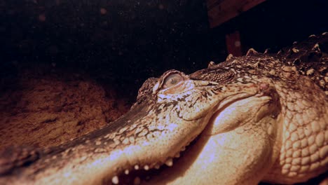Alligator-Unter-Wasser-Beängstigend,-Aber-Epische-Nahaufnahme-Mit-Verträumtem-Sediment-Slomo