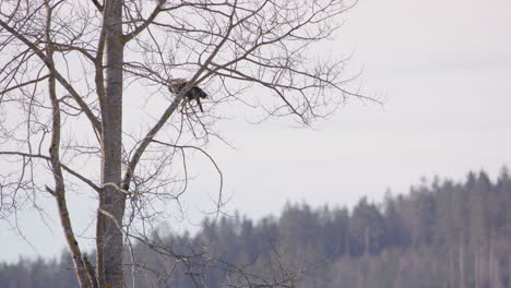 White-tailed-sea-eagle-perched-on-a-tree-takes-off,-Sweden,-static-wide-shot
