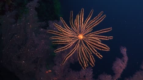 Estrella-De-Plumas-Amarillas-Aferrada-A-Un-Ventilador-De-Mar-Rosa-Bajo-El-Agua-En-Filipinas