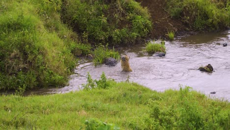 a-wild-hyena-swims-in-a-pond-surrounded-by-green-grass-and-green-bushes-on-a-safari-in-Africa