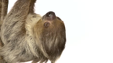 Awesome-two-toed-sloth-on-white-background