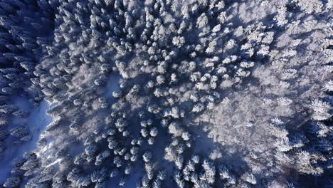 Aerial-top-down-view-of-snowy-coniferous-treetop-in-winter-season