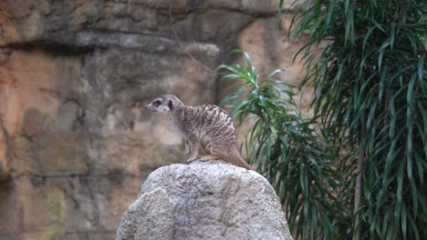 Animal-meerkat-a-small-mongoose-with-a-pointed-snout-standing-on-rock-scouting-around-at-the-zoo-wildlife-sanctuary