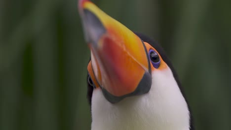 CLose-up-headshot-of-a-cute-toucan-against-a-dark-green-background