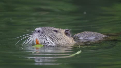 Close-up-of-an-invasive-coypu-eating-pieces-of-plants-with-its-orange-teeth-while-floating-on-a-pond