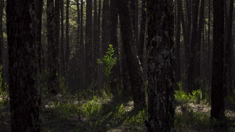 4K-random-bushes-shaking-in-the-wind-in-the-middle-of-a-pine-tree-forest