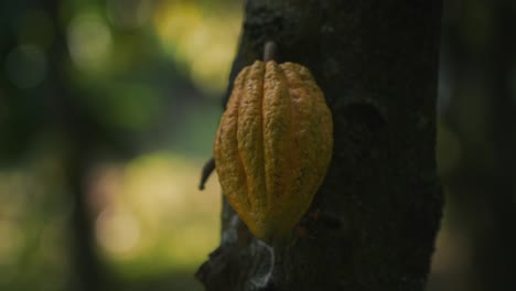 Fruta-Amarilla-Natural-En-Cámara-Lenta-Cinematográfica