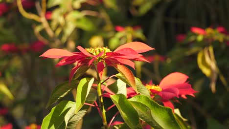 beautiful-red-poinsettia-moving-slowly-in-with-the-breeze