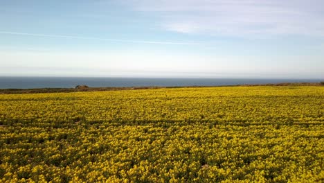 Drone-flying-low-over-rapeseed-field-with-the-ocean-at-the-horizon