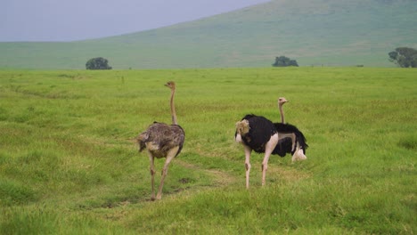 two-ostriches-are-walking-on-the-road-of-African-savanna-on-a-green-field-of-grass-against-the-backdrop-of-mountains-and-African-trees-on-a-safari