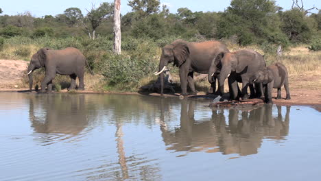 A-small-herd-of-elephants-drinking-at-a-waterhole-in-The-Greater-Kruger-National-Park-in-Africa