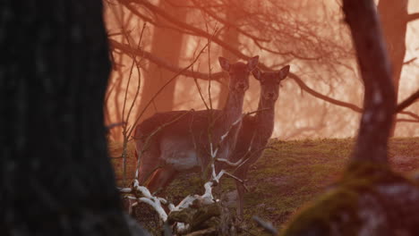 Pair-Of-Fallow-Deer-Standing-In-The-Woods-At-Sunrise