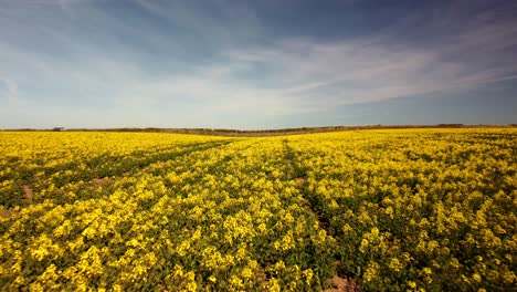 Drone-flying-low-over-rapeseed-field