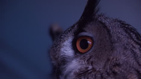 Euarasian-Eagle-Owl-slow-motion-eye-blink
