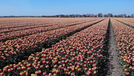 Beautiful-rows-of-flowering-tulips-in-Zuid-Beijerland,-Netherlands--wide